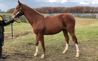 1歳馬